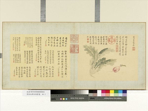 清金廷標仿陳書畫　冊　蘿蔔霜松