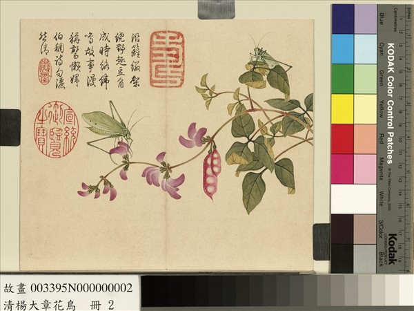 清楊大章花鳥　冊　豆花絡緯