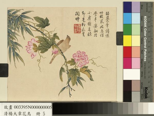 清楊大章花鳥　冊　纏枝牡丹黃雀