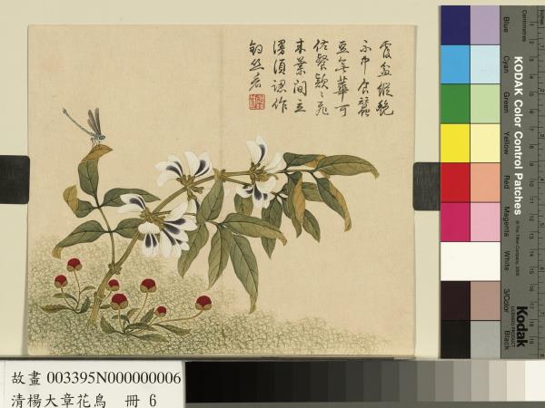 清楊大章花鳥　冊　豆花蜻蜓