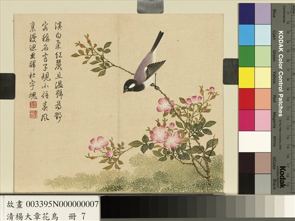 清楊大章花鳥　冊　薔薇子規