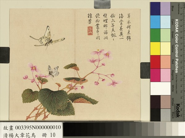 清楊大章花鳥　冊　秋海棠蝴蝶