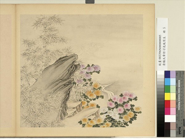 清楊大章仿刁光胤寫生　冊　竹菊泉石