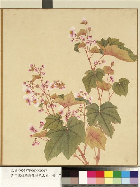 清李秉德臨張偉花果魚鳥　冊　秋海棠