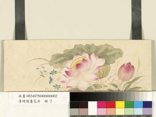清綿億畫花卉　冊　蓮花