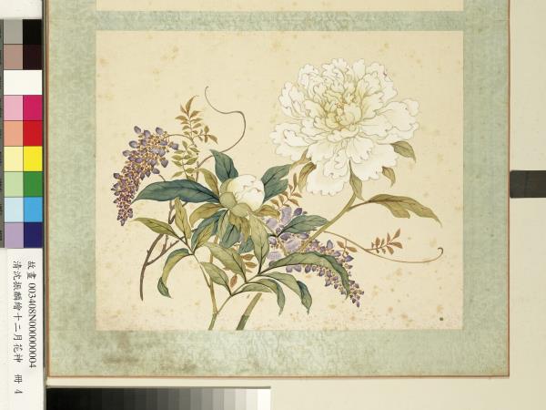 清沈振麟繪十二月花神　冊　芍藥紫藤