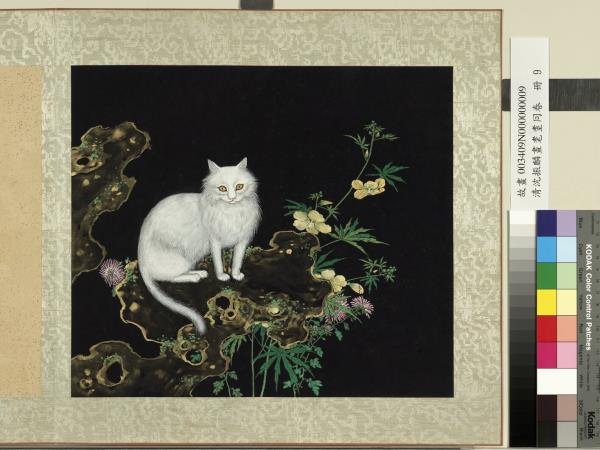 清沈振麟畫耄耋同春　冊　菊葵貍奴