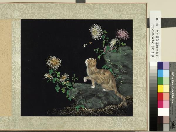 清沈振麟畫耄耋同春　冊　菊花貍奴