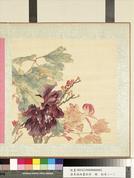 清李培雨畫牡丹　冊　牡丹（一）