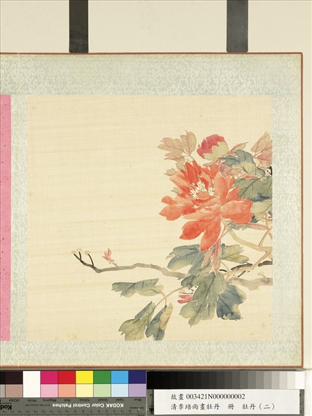 清李培雨畫牡丹　冊　牡丹（二）