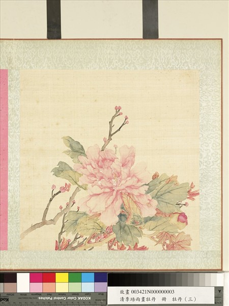 清李培雨畫牡丹　冊　牡丹（三）