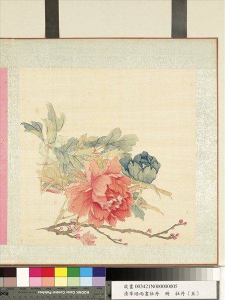 清李培雨畫牡丹　冊　牡丹（五）