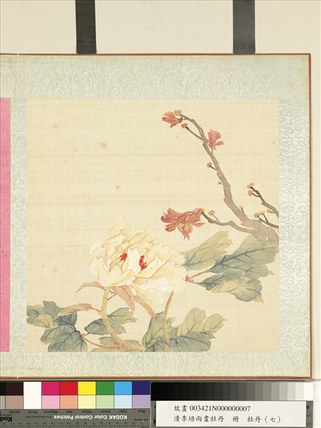 清李培雨畫牡丹　冊　牡丹（七）