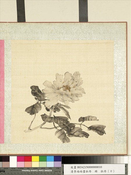 清李培雨畫牡丹　冊　牡丹（十）