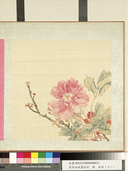 清李培雨畫牡丹　冊　牡丹（十一）