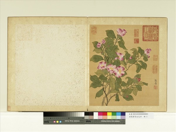 清張偉寫生花卉　冊　山茶