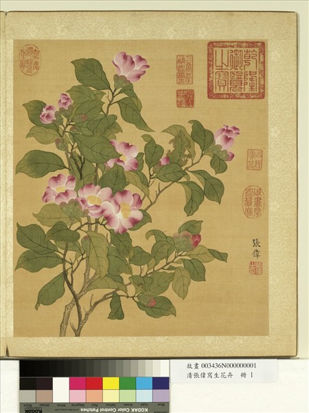 清張偉寫生花卉　冊　山茶