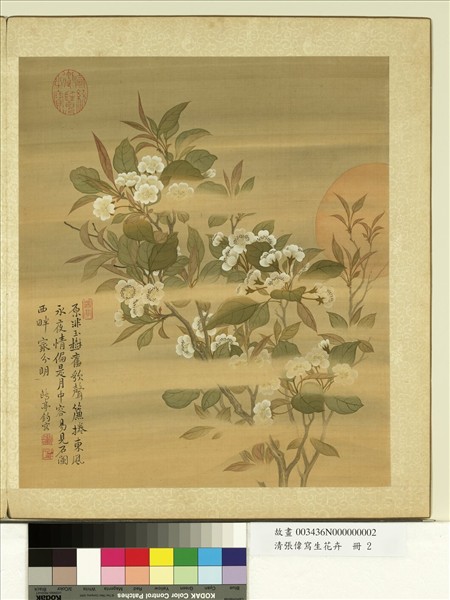清張偉寫生花卉　冊　梨花