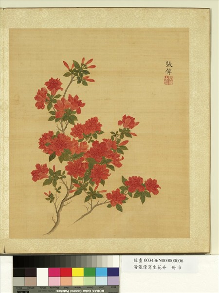 清張偉寫生花卉　冊　杜鵑