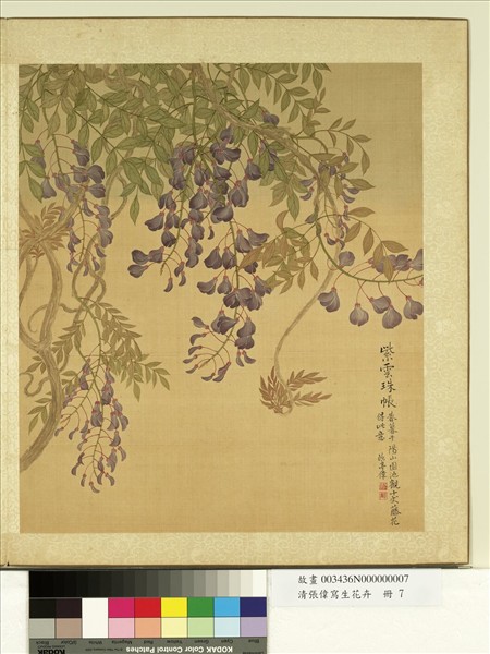 清張偉寫生花卉　冊　藤花