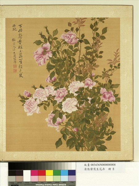 清張偉寫生花卉　冊　月季