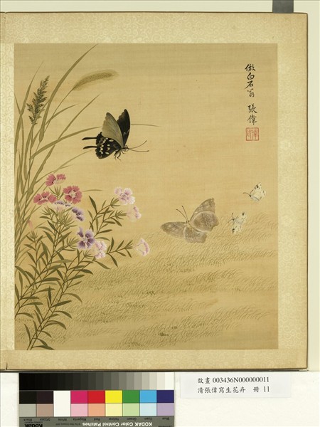 清張偉寫生花卉　冊　石竹蛺蜨