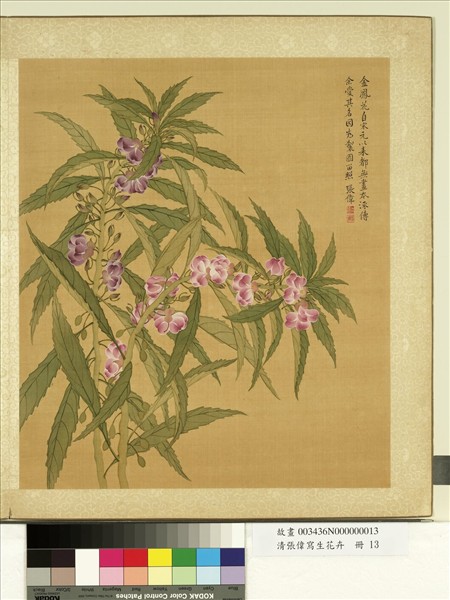 清張偉寫生花卉　冊　金鳳花