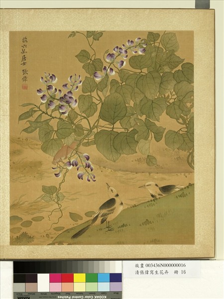 清張偉寫生花卉　冊　荳花脊鴒