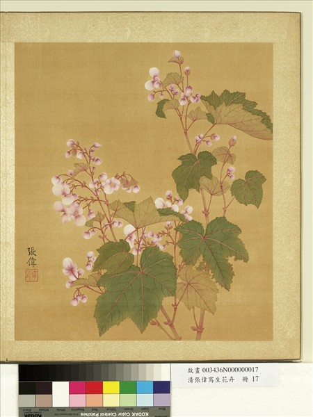 清張偉寫生花卉　冊　秋海棠