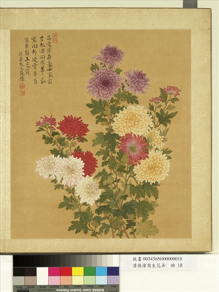 清張偉寫生花卉　冊　菊花