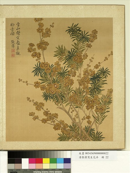 清張偉寫生花卉　冊　蠟梅羅漢松