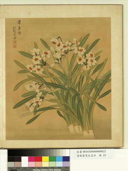 清張偉寫生花卉　冊　水仙