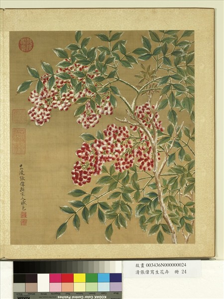 清張偉寫生花卉　冊　天竹