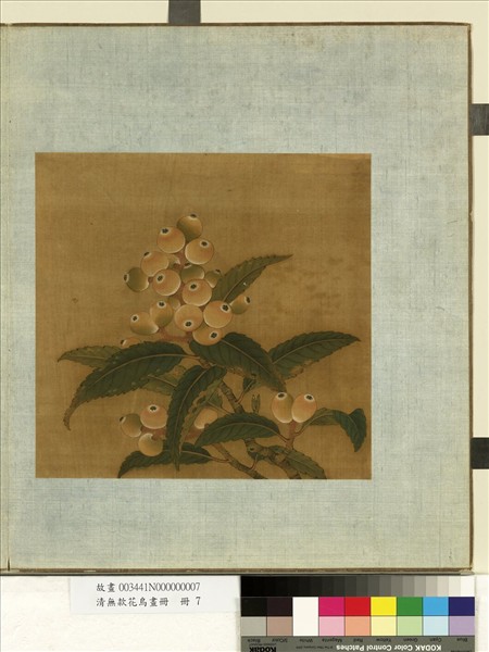 清無款花鳥畫冊　冊　枇杷