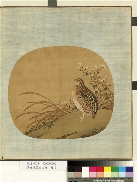 清無款花鳥畫冊　冊　菊草