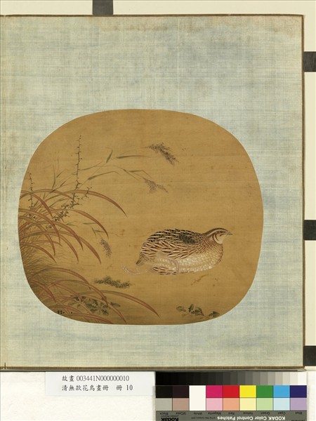 清無款花鳥畫冊　冊　鵪鶉