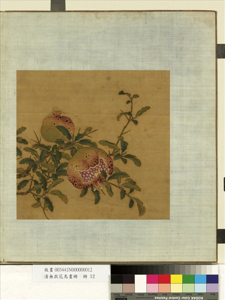 清無款花鳥畫冊　冊　石榴