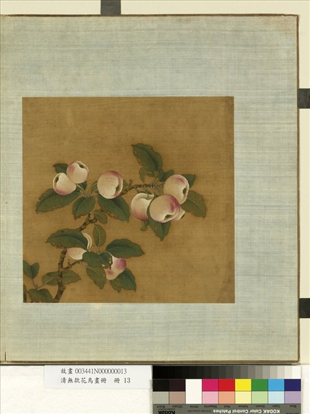 清無款花鳥畫冊　冊　蘋婆