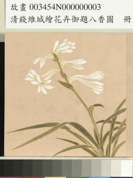清錢維城繪花卉御題八香圖　冊　晚香玉