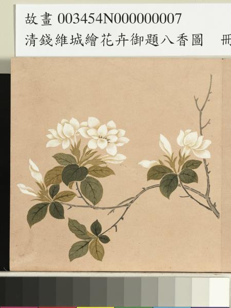 清錢維城繪花卉御題八香圖　冊　梔枝