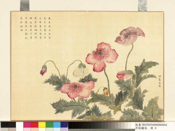 卉林臚瑞　冊　清人仙囊玉粟