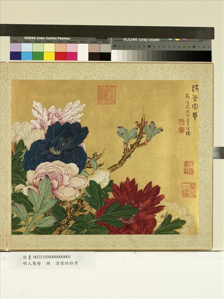 明人集繪　冊　清張昉牡丹