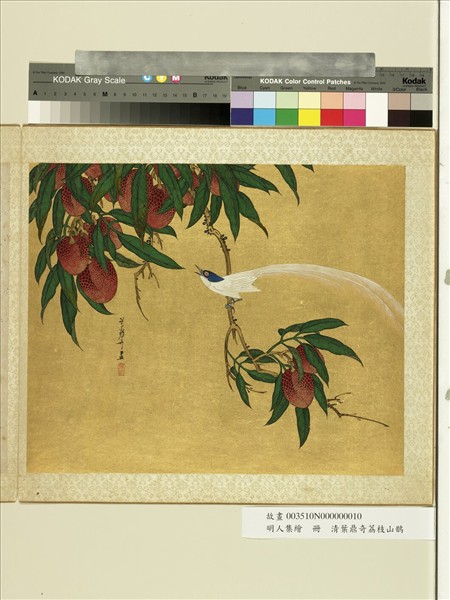 明人集繪　冊　清葉鼎奇荔枝山鵲