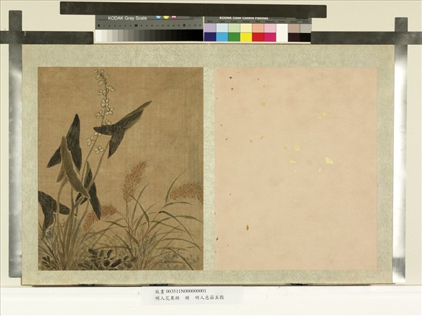 明人花果冊　冊　明人慈姑五榖