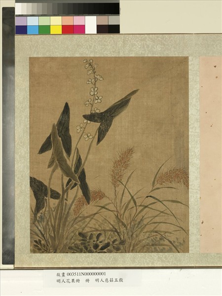 明人花果冊　冊　明人慈姑五榖