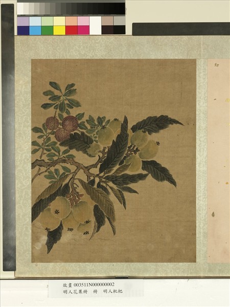 明人花果冊　冊　明人枇杷