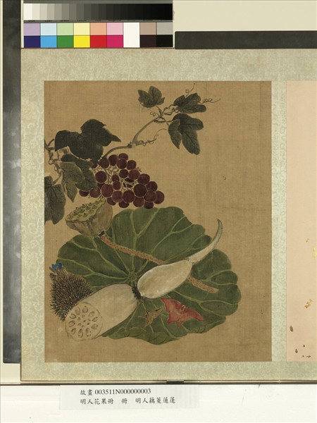 明人花果冊　冊　明人藕菱蓮蓬