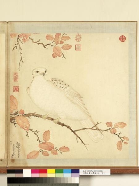 清黎明畫白鷹海東青　冊　海東青