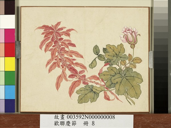 歡聯慶節　冊　月季雁來紅