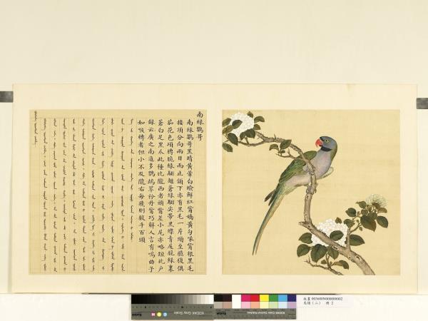 鳥譜（二）　冊　南綠鸚哥